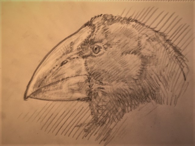 GregoryJohnMer1's tweet photo. Sketches from quarantine:
Takahe https://t.co/NDc94QQpYV