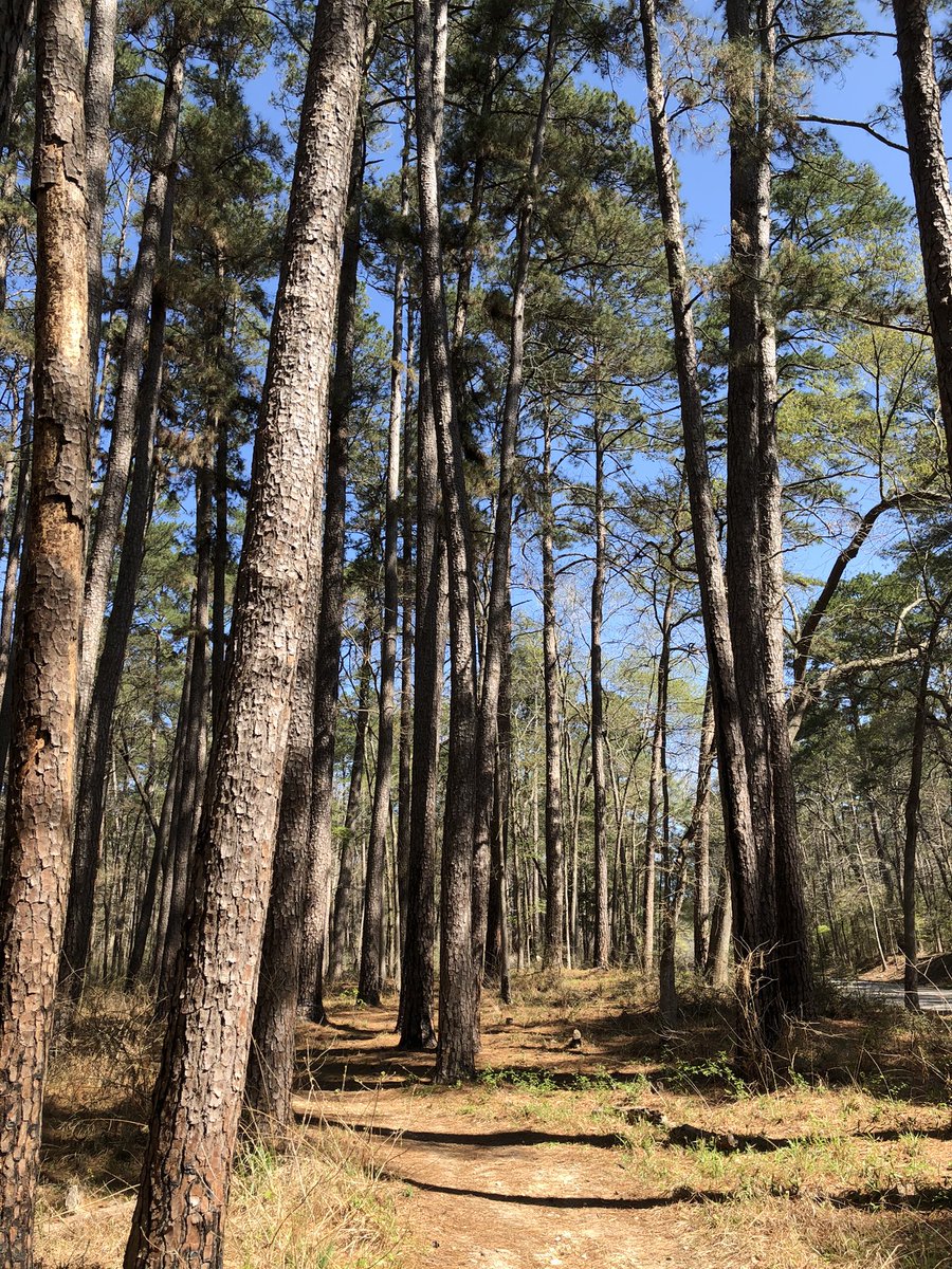 doctorpemm's tweet photo. Just back from a lovely family day trip to #HuntsvilleStatePark here in #Texas ! Highly recommend this #hiddengem || Supporting our #TexasStateParks #HematologistsInNature #StopAndSmellTheRoses #CarpeDiem https://t.co/KzTxMiBh2B