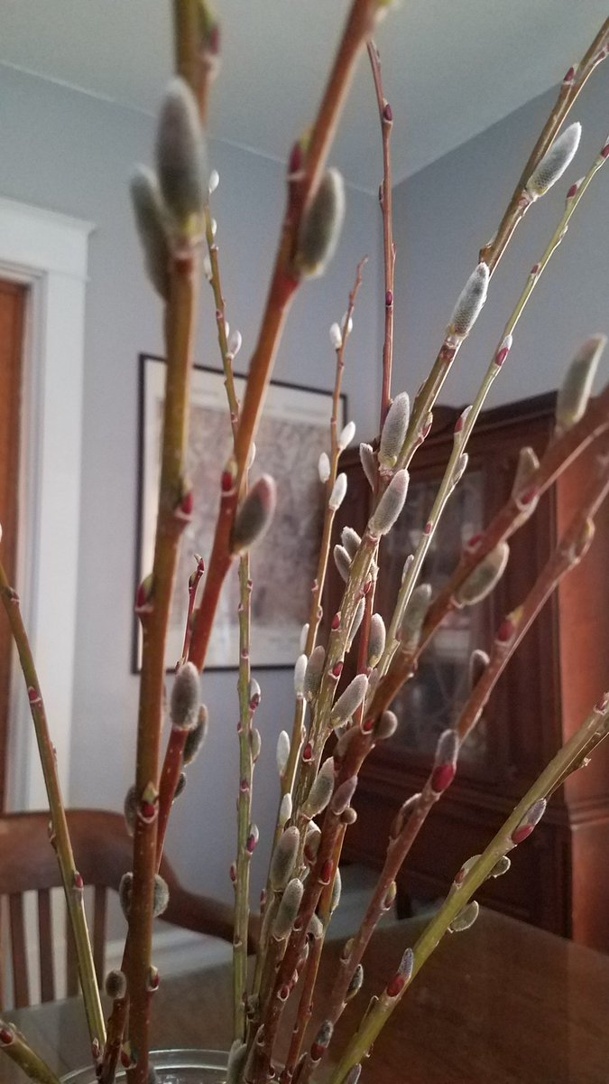 TBates52's tweet photo. @ChristineSmart6 @cornellwillow @CornellCALS @CornellAgriTech I brought some in the house tonight. Let spring begin. https://t.co/rvUVL30ity