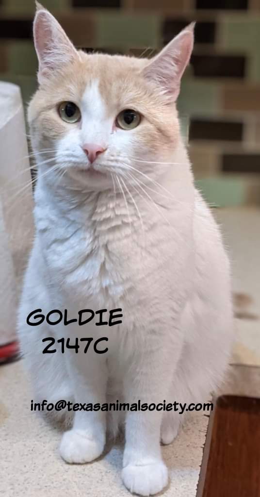 Goldie has the kind of ennui that comes from spending 1/4 of your entire life in pandemic lockdown. We feel you, Goldie. It's been a year. 

Maybe you could give Goldie four new walls to stare at? It'd mean a lot.