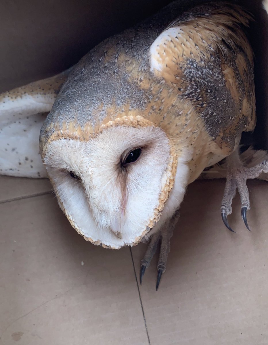 Anyone know where I can take this owl? It has a broken wing :/ humane society’s closed and won’t answer