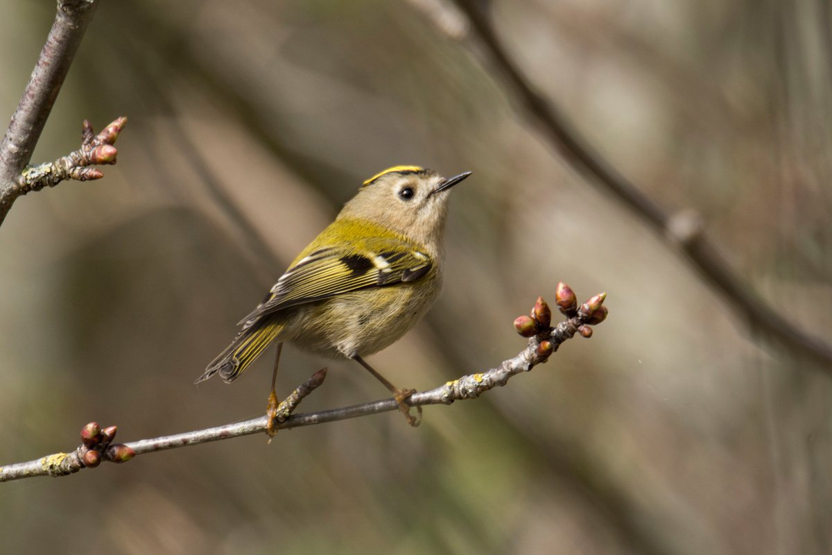 lovely goldcrest at the local river today @teesbirds1 #Darlingtonwildlife #rivertees