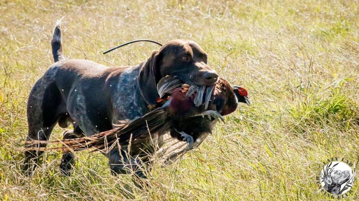 Lazy Lab Hunting Club tweet media