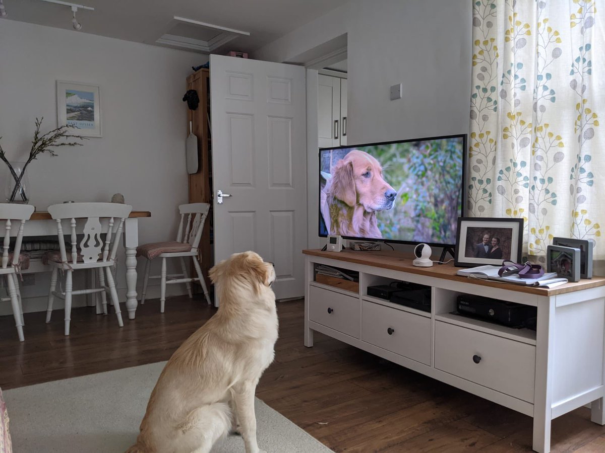 ALongDayOff's tweet photo. Gwen has a new master now. She answers only to Nellie @TheMontyDon https://t.co/LzGt2hHLXB