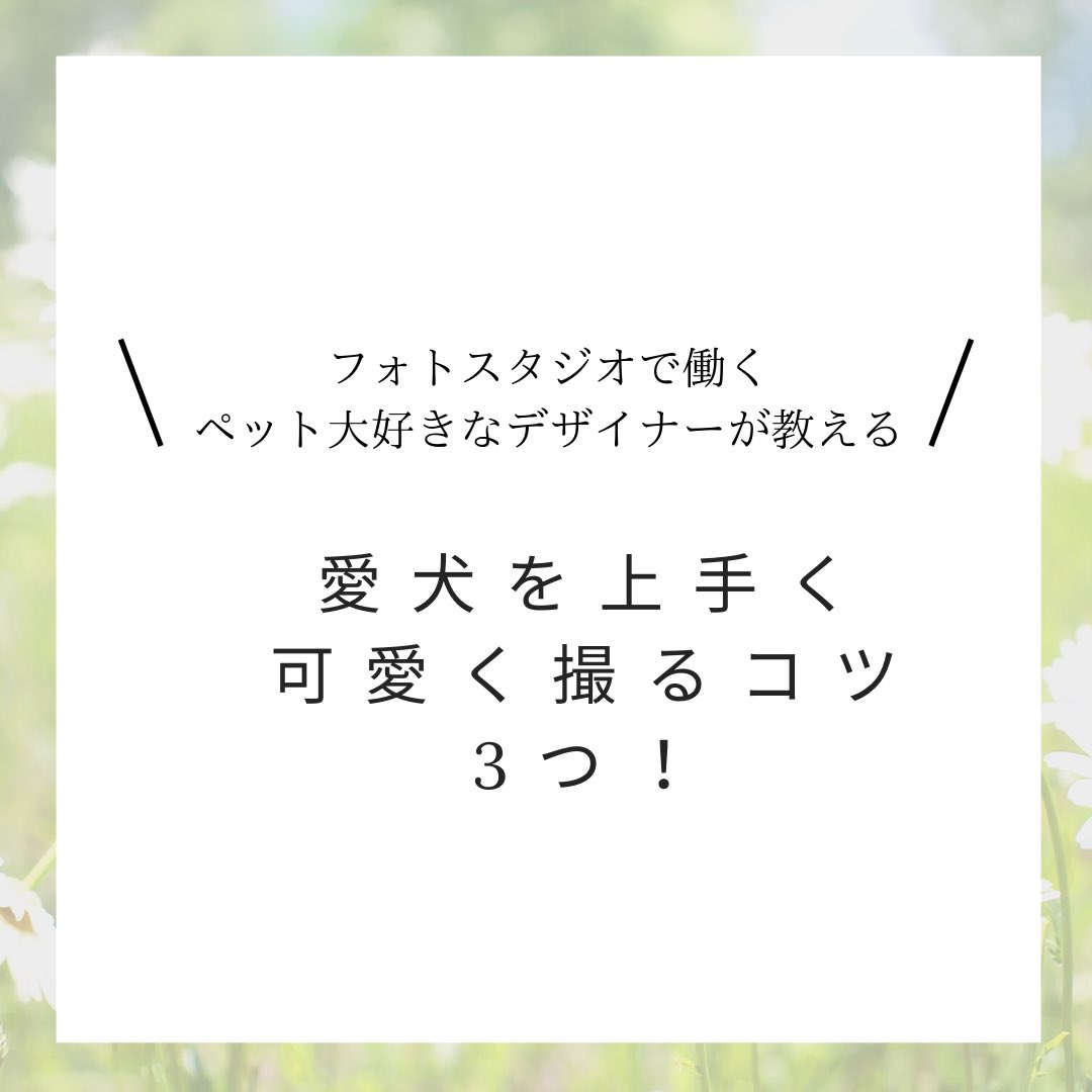 rizdesign1210's tweet photo. --○＊愛犬を上手く可愛く撮るコツ＊○--

　　　参考になれば嬉しいです✨ https://t.co/qGLuS6KIt4
