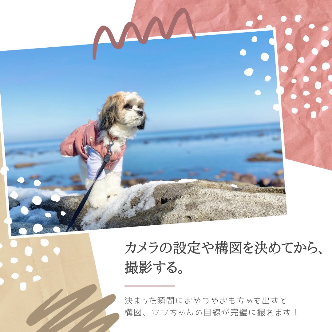 rizdesign1210's tweet photo. --○＊愛犬を上手く可愛く撮るコツ＊○--

　　　参考になれば嬉しいです✨ https://t.co/qGLuS6KIt4