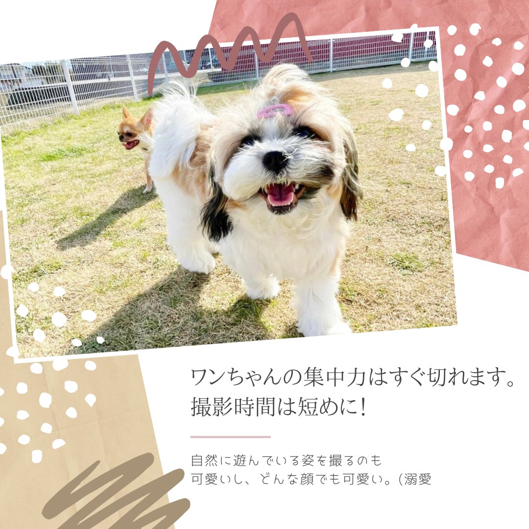 rizdesign1210's tweet photo. --○＊愛犬を上手く可愛く撮るコツ＊○--

　　　参考になれば嬉しいです✨ https://t.co/qGLuS6KIt4
