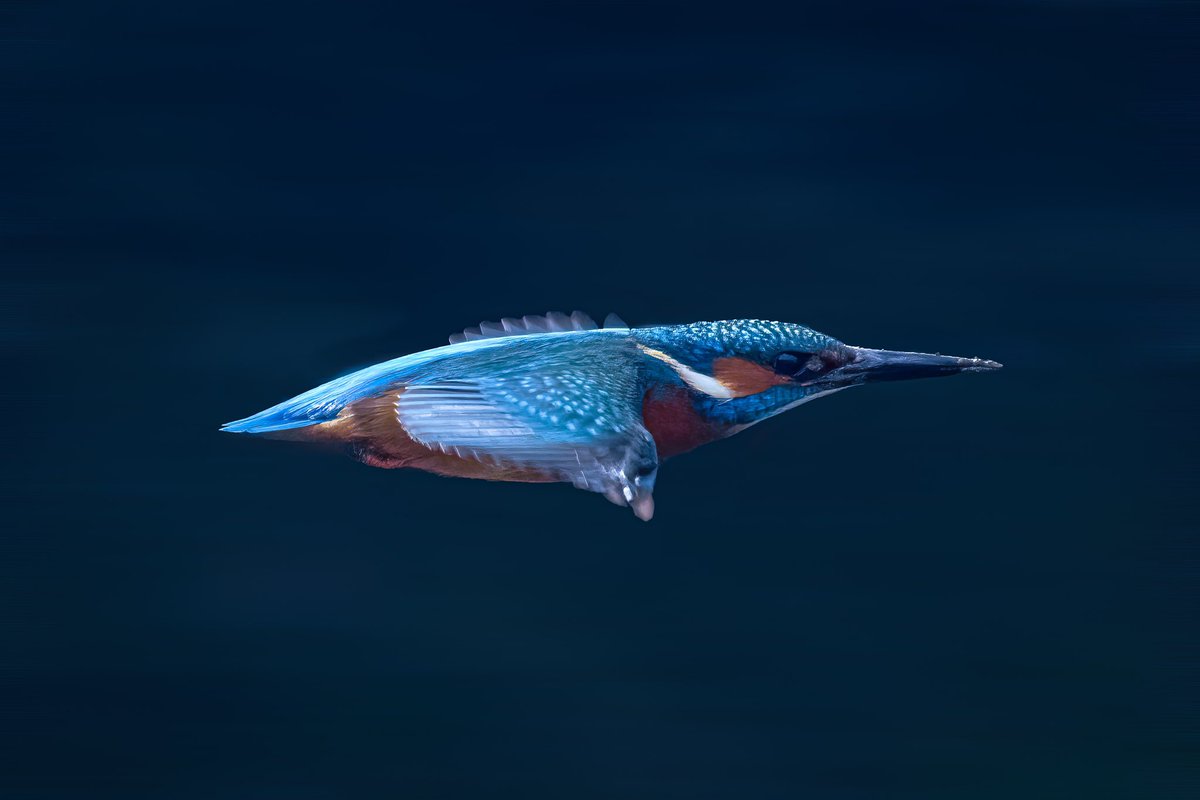 Kingfisher in flight. 
-
F/8, 1/2500s, ISO 4000, 500mm, -0.66ev
-
#kingfisher #kingfisherinflight #bird #birds #birders #birding #birdphoto #birdphotography #birdwatchireland #birdwatching