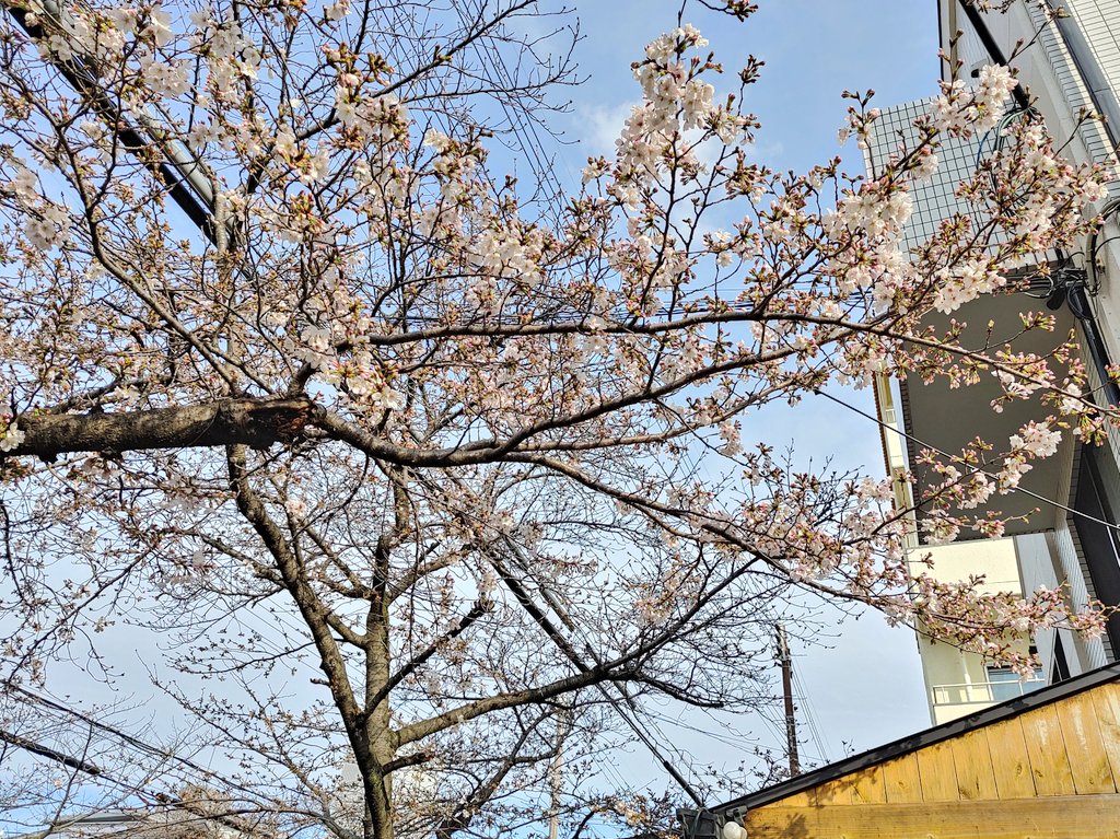 芦屋あたりで ツイッター版 おはようございます 今朝の芦屋 茶屋さくら通りです 少しずつ桜の開花が進んでます イマソラ キリトリセカイ 空がある風景 スマホ写真 桜