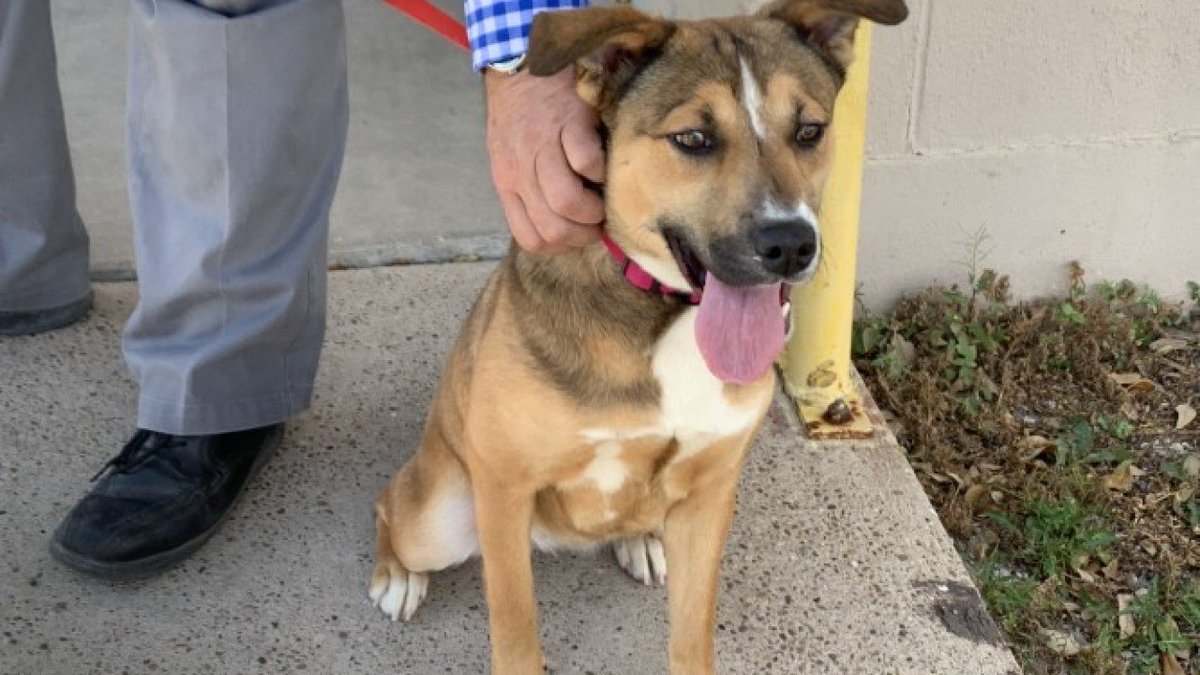 RealPaulMueller's tweet photo. Proof of social media networking when it comes to saving animals' lives.  Milly, the first little one we featured on @KRIS6News Pet of the Week segment, now has a #furever home.  One down, countless lives to go. #adopt #foster #rescue #PledgeToReuse 

https://t.co/dlmRqL2gbF https://t.co/sFd58B4T84