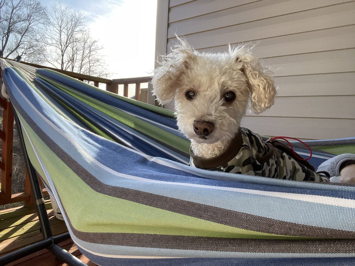 michmiso's tweet photo. @EinnyOsubi My dog chilling in a hammock 🥰 https://t.co/tZuW1NdrBj