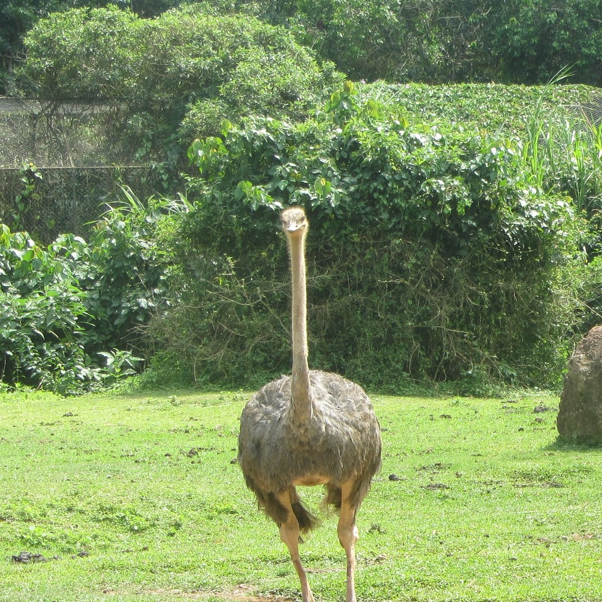 Ostrich saying Hi to you.

#ostrich #ostriches #birds #birdphotography #birdphotographyworld #best #bestphoto #bestwildlife #bestwildlifephotography #wildlifephotographer #wildlifephotos #wildbirds #bird #bestbirds #bestbirshots
