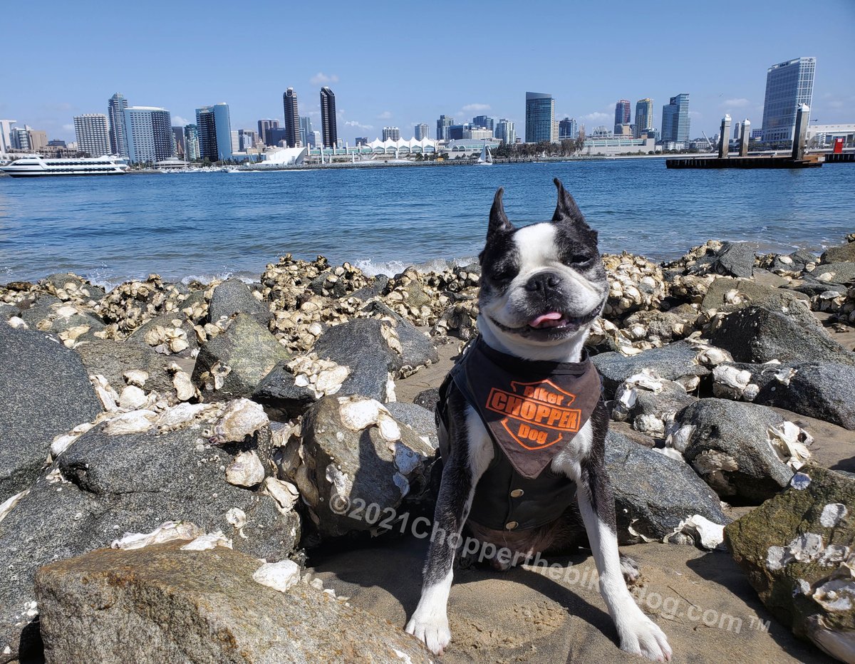 ChopperBikerDog's tweet photo. What a beautiful day 2 get out & enjoy the sunshine & get some excercise. What better place to go then 2 @CoronadoCity? I do get my excercise, as well as plenty of rest. #ChopperStrong #TeamChopper #DogWithCushings #DogWithAnemia #LiverCancer #Survivor #ImGonnaWin #IllBeatThis https://t.co/ZxMo0yunxD