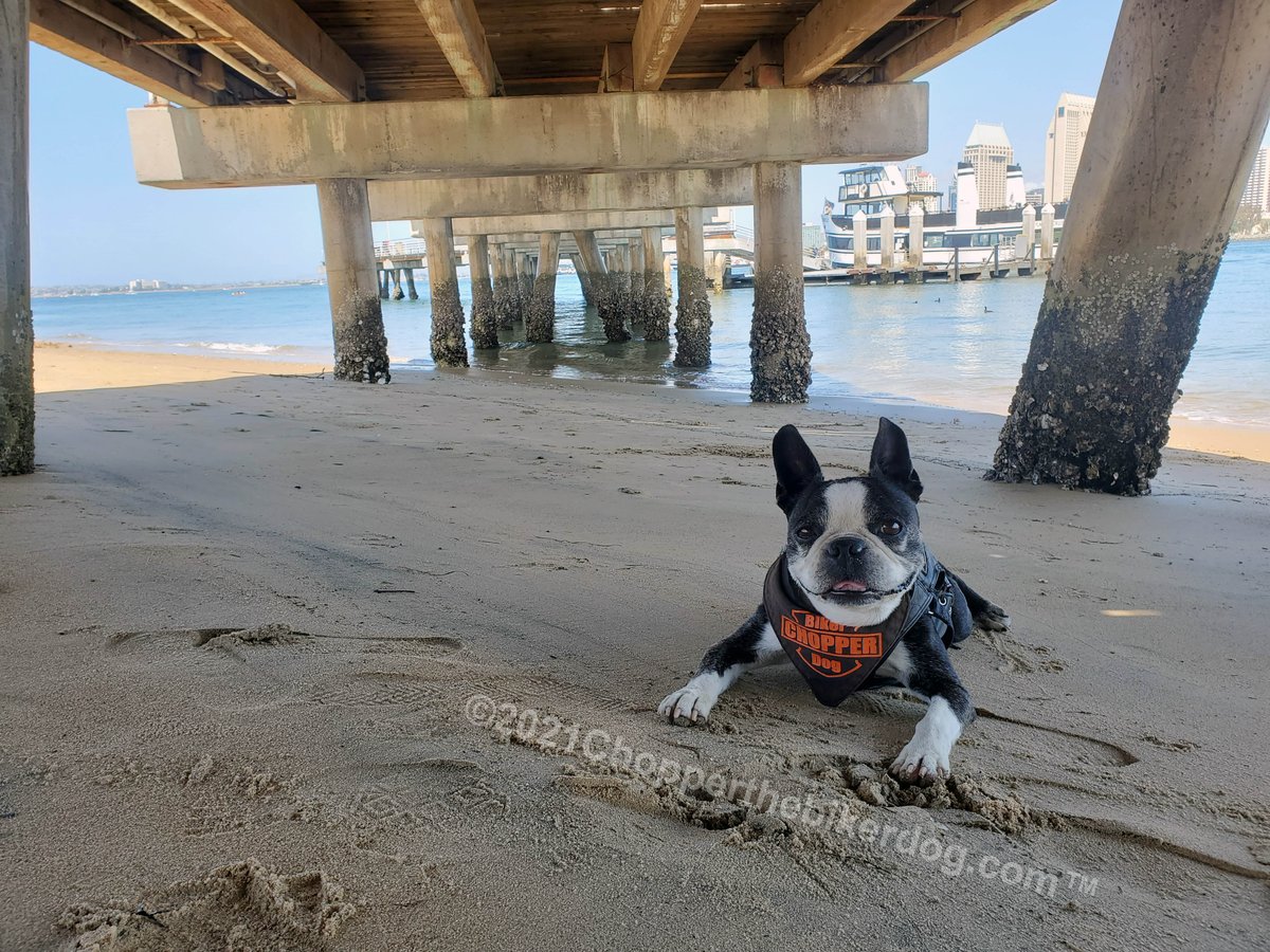 ChopperBikerDog's tweet photo. What a beautiful day 2 get out & enjoy the sunshine & get some excercise. What better place to go then 2 @CoronadoCity? I do get my excercise, as well as plenty of rest. #ChopperStrong #TeamChopper #DogWithCushings #DogWithAnemia #LiverCancer #Survivor #ImGonnaWin #IllBeatThis https://t.co/ZxMo0yunxD