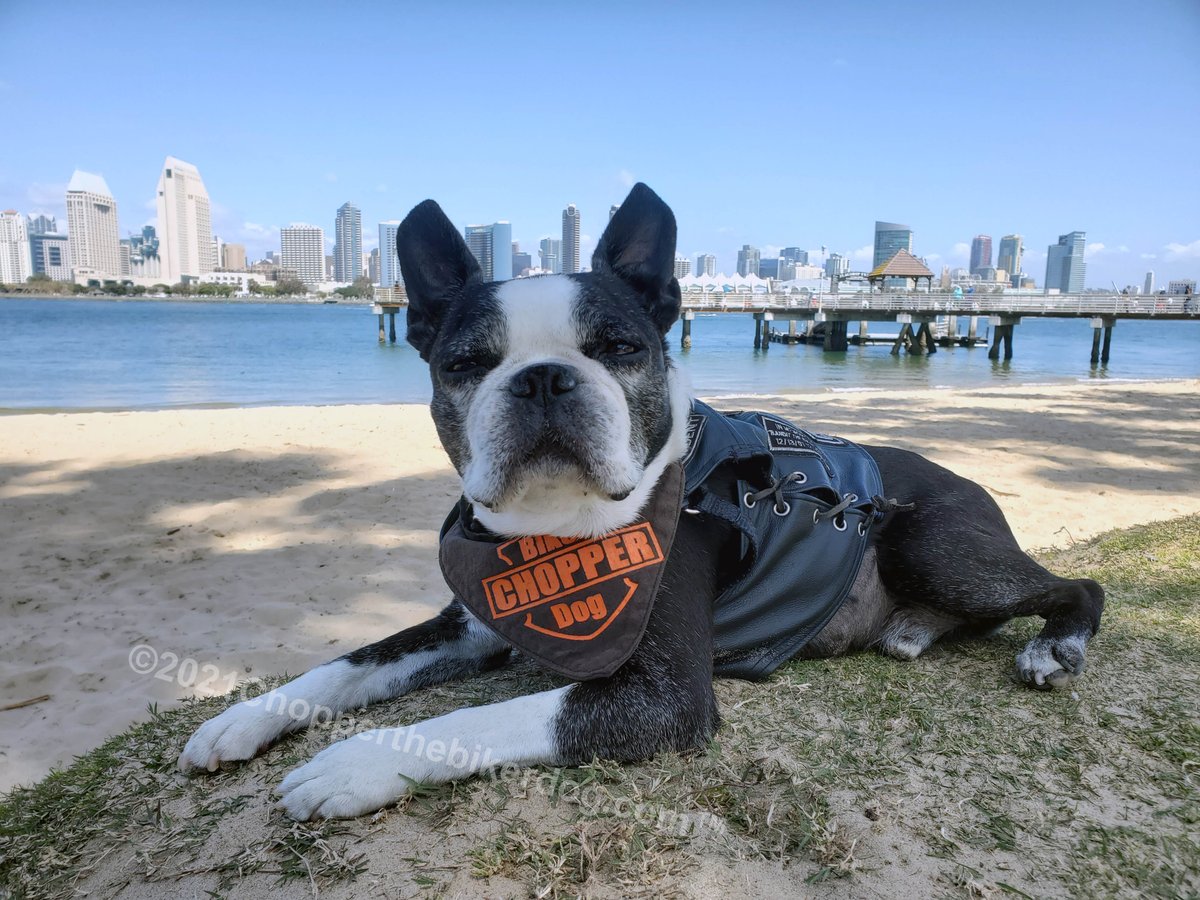 ChopperBikerDog's tweet photo. What a beautiful day 2 get out & enjoy the sunshine & get some excercise. What better place to go then 2 @CoronadoCity? I do get my excercise, as well as plenty of rest. #ChopperStrong #TeamChopper #DogWithCushings #DogWithAnemia #LiverCancer #Survivor #ImGonnaWin #IllBeatThis https://t.co/ZxMo0yunxD