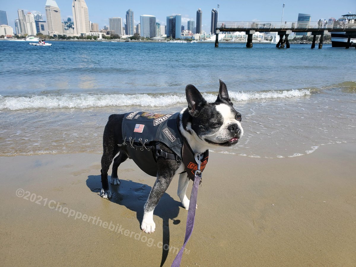 ChopperBikerDog's tweet photo. What a beautiful day 2 get out & enjoy the sunshine & get some excercise. What better place to go then 2 @CoronadoCity? I do get my excercise, as well as plenty of rest. #ChopperStrong #TeamChopper #DogWithCushings #DogWithAnemia #LiverCancer #Survivor #ImGonnaWin #IllBeatThis https://t.co/ZxMo0yunxD