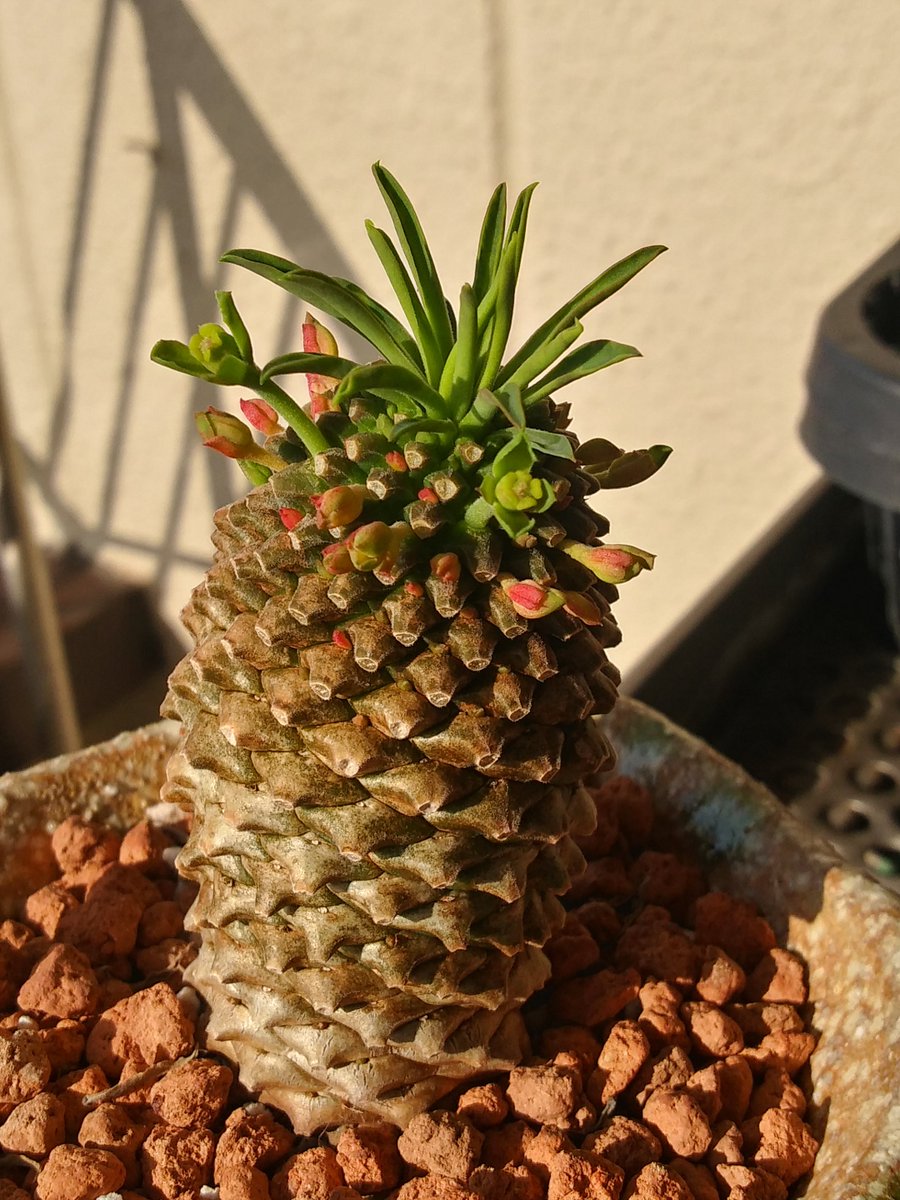 あだち 雅 V Twitter ユーフォルビア ソテツキリン に花が来ました 赤い蕾もいっぱいあるけど 赤いって 咲くのか 枯れるのか 軒下の室外で 冬越し出来たのは凄いかも その為か かなり落葉しました 多肉植物