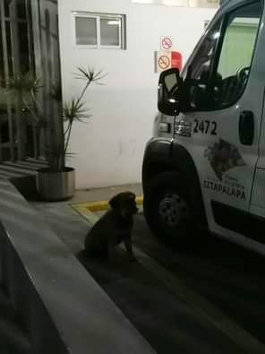 MrElDiablo8's tweet photo. Se llama Juan 🐶 y así esperó a su dueño al exterior del Hospital. 

#NoAlMaltratoAnimal 🐶 https://t.co/qgB5ffJBAe