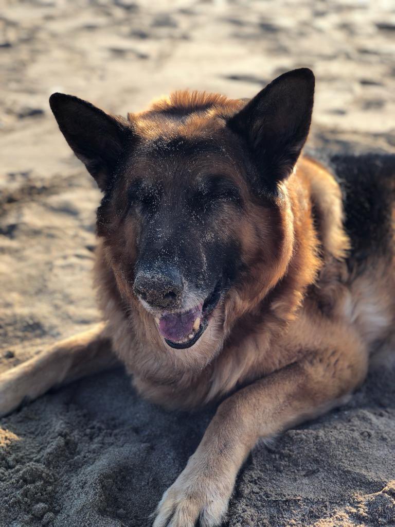 lopezma00's tweet photo. Molts cops miro al cel i em pregunto: per què vas marxar? 🐶👼🏼 T’estimo Yacko! 🌸 https://t.co/E5P1NmeL2v