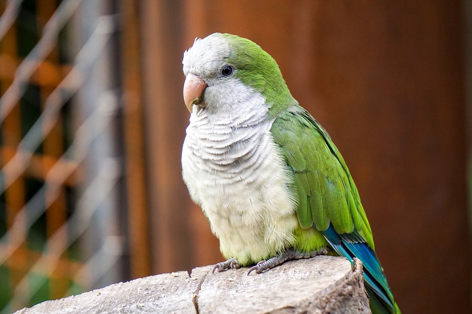 birdsofbrazil's tweet photo. Monk Parakeet | Caturrita (Myiopsitta monachus)

The Monk Parakeet is the only parrot that builds its own nest with sticks; their nests can grow so big that they house several couples, sometimes as big as a car. Their offspring help feed their younger siblings even as adults. https://t.co/owRCNEOLZQ