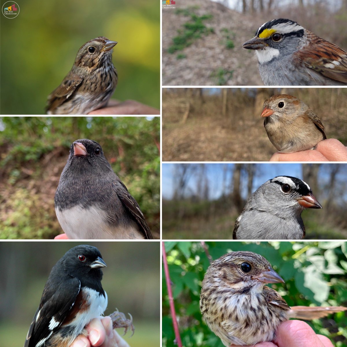 bird_erie's tweet photo. This weekend marked the 11th anniversary of #WorldSparrowDay. What are your favorite sparrow(s)? #birds #conservation #sparrow #birdbanding #birdobs #ornithology #birding #migration #WomenInSTEM https://t.co/LPARQitjDk