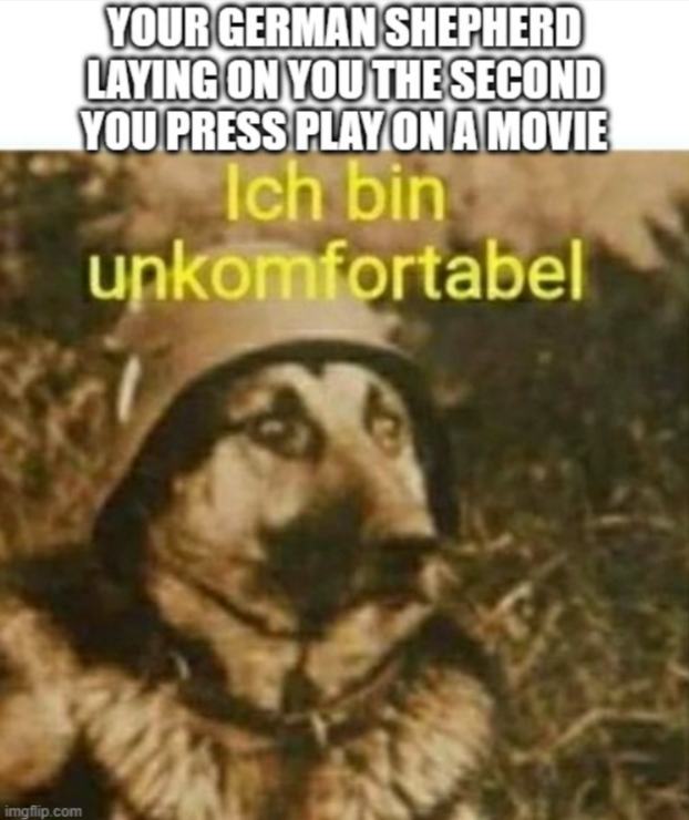 Happens. Every. Time. 🤣

⁠
#germanshepherd #germanshepherds #germanshepherdpuppy #germanshepherdpup #germanshepherddog #gsd #gsdofinstagram #gsdpuppy #gsdlife #gsdlove #germanshepherdsofinstagram #germanshepherdpuppies #germanshepherdpuppiesofinstagram #gsdoftheworld