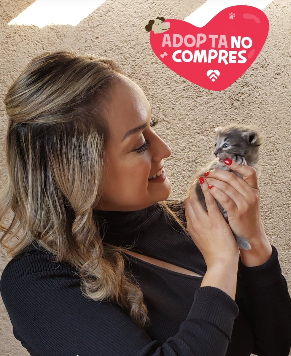 LezaClaudia's tweet photo. Este michi y su hermanito están en adopción si conoces alguna familia responsable...que busque un nuevo integrante  dile que me contacte...
#NoCompresAdopta 
#Educa 
#Esteriliza 
#Rescata
#Adopta
#AmorporlosanimalesAC https://t.co/9ATyaPHaZ0