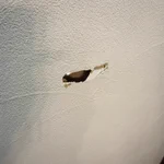 旦那さんのセンス最高!事故で壁に穴が空いた後だなんて思えない