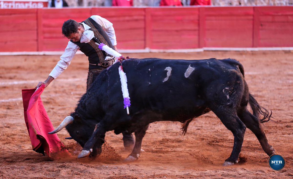 ntrtoros's tweet photo. #Zacatecas 🇲🇽 Niegan la oreja a Juan Pablo Sánchez @Matadorjps que ha firmó una faena llena de entrega y con pasajes de calidad además que rubricó con una buena y certera estocada. Saludó en el tercio  #somosntrtoros 

📷 @FOTOBRIONES / NTR Toros https://t.co/O1sdwMso2L
