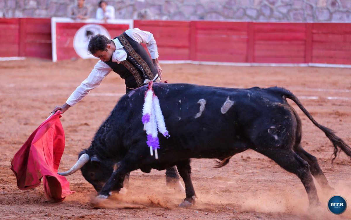 ntrtoros's tweet photo. #Zacatecas 🇲🇽 Niegan la oreja a Juan Pablo Sánchez @Matadorjps que ha firmó una faena llena de entrega y con pasajes de calidad además que rubricó con una buena y certera estocada. Saludó en el tercio  #somosntrtoros 

📷 @FOTOBRIONES / NTR Toros https://t.co/O1sdwMso2L