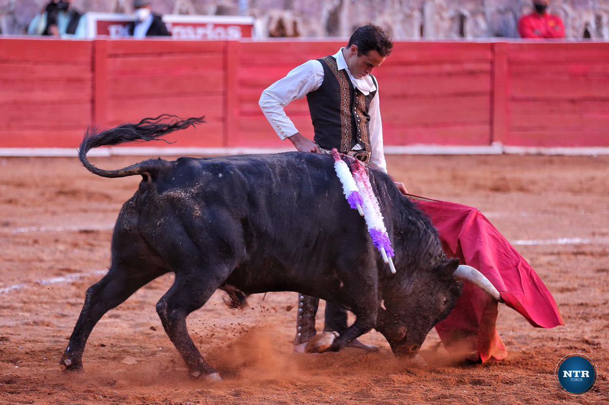 ntrtoros's tweet photo. #Zacatecas 🇲🇽 Niegan la oreja a Juan Pablo Sánchez @Matadorjps que ha firmó una faena llena de entrega y con pasajes de calidad además que rubricó con una buena y certera estocada. Saludó en el tercio  #somosntrtoros 

📷 @FOTOBRIONES / NTR Toros https://t.co/O1sdwMso2L