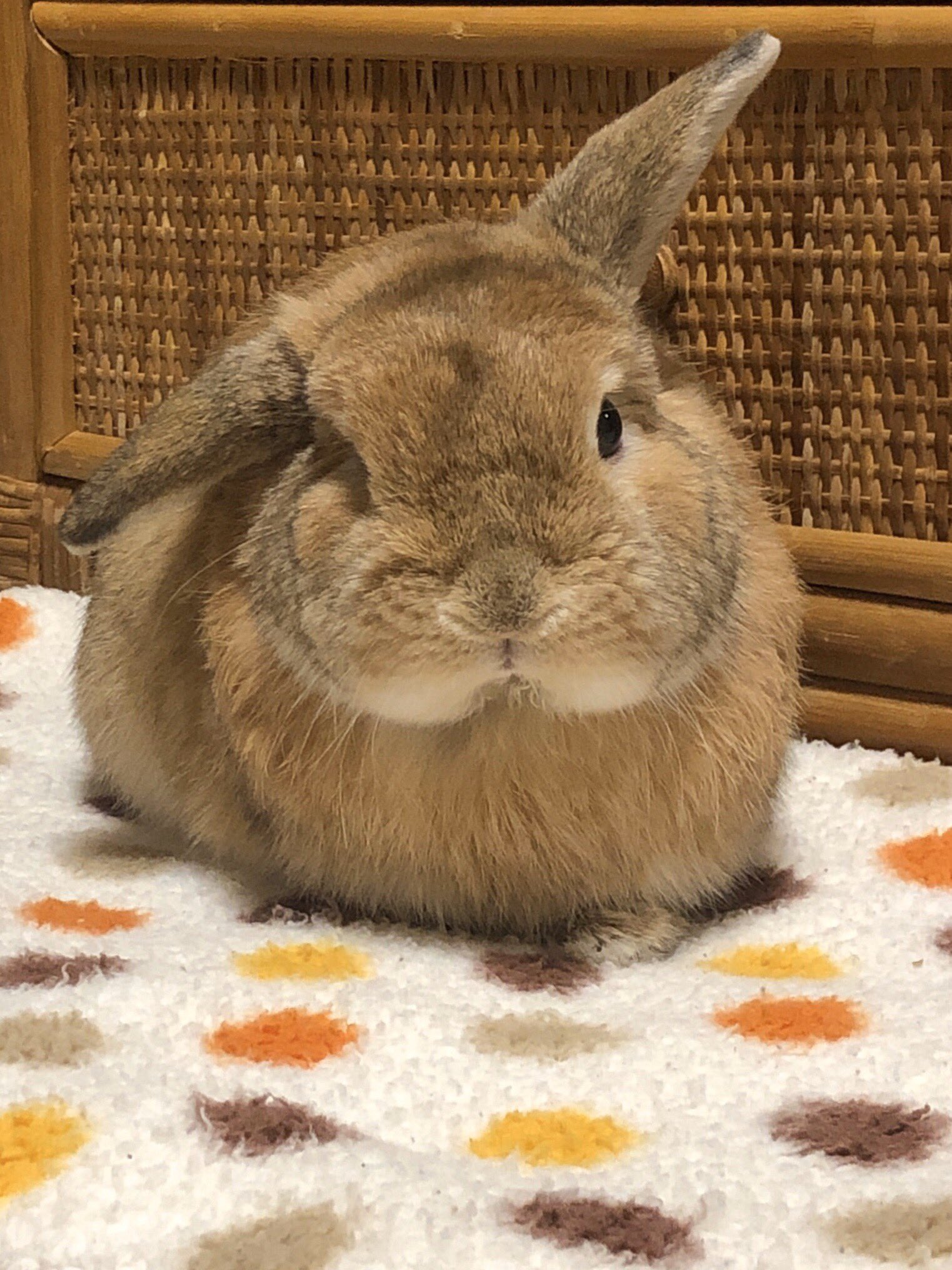 立ち耳ロップのきなこ 耳が垂れ切らないのも個性 と言い続けて4年 年々少しずつ垂れてくるかと思ってたけど 一切そんな気配はない 垂れないロップの認知度上がりますように ホーランドロップ 立ち耳ロップ うさぎ T Co P6okkd7jth Twitter