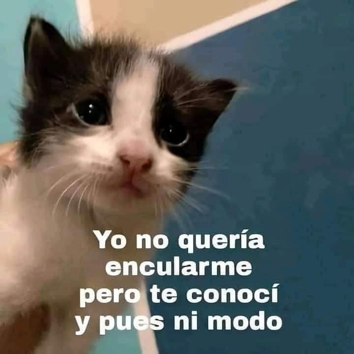 gatitos_qctd's tweet photo. https://t.co/RttLcO5URW