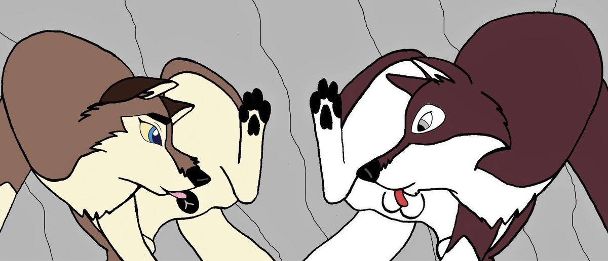 After mating time together
#Balto #Aleu #Taku #feral #Balto2