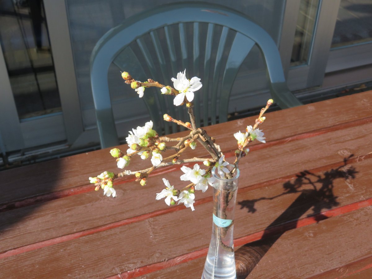 桜 布施泉関東は見頃を迎えているようですが 信州はあと少しでしょうか 一足お先に 咲かせました 21 03 22 佐久市望月 温泉 布施温泉 桜 布施泉関東は見頃を迎えているようですが 信州はあと少しでしょうか 一足お先に 咲かせました 21 03 22 佐久市望月 温泉 布施温泉