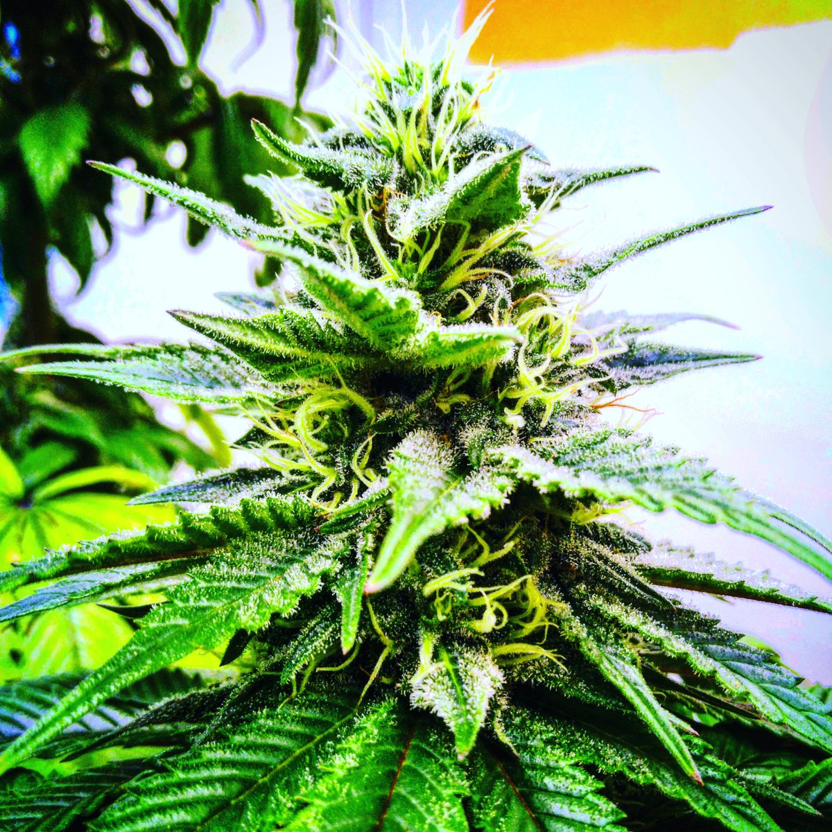 JackCataract's tweet photo. BOG Seeds Sour BluTooth putting on the flower...
#420life #bogseeds #Mmemberville #cannabisculture #IAmCannabis #growyourown https://t.co/g41UQRD9Lk https://t.co/5K1x1QI5tW