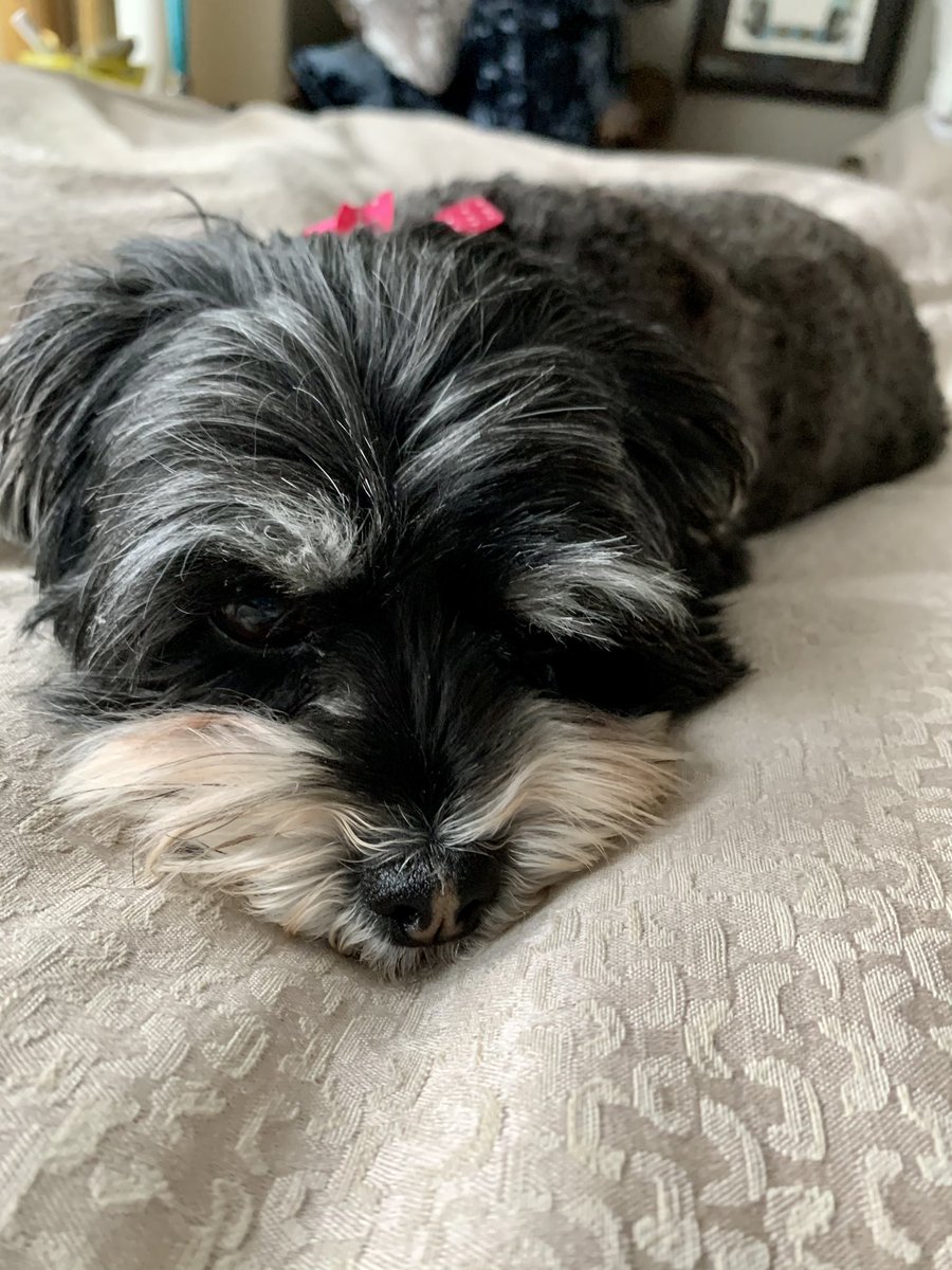 joelriddell's tweet photo. Lola is a bit tuckered out after touring the city - her favorite stop this afternoon? From #coittower we could see so much of #onlyinsf & beyond - #AlcatrazIsland #GoldenGatePrev w @robtmoon & #Lola #Dogsoftwiter #sfrecpark https://t.co/mFnLuBOQr1