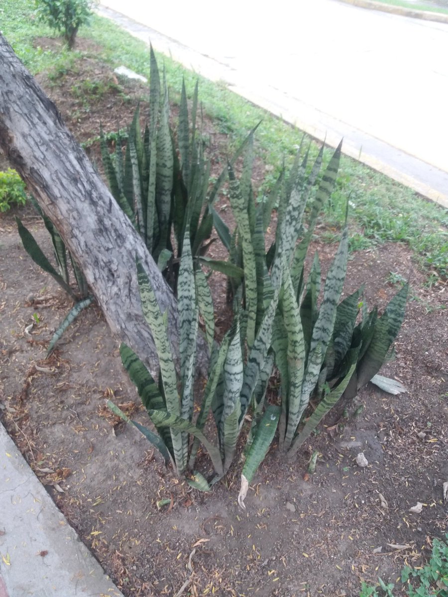 leylaperdomo7's tweet photo. Esta planta se llama lengua de #suegra 😉😂 https://t.co/irpAS2FHc1
