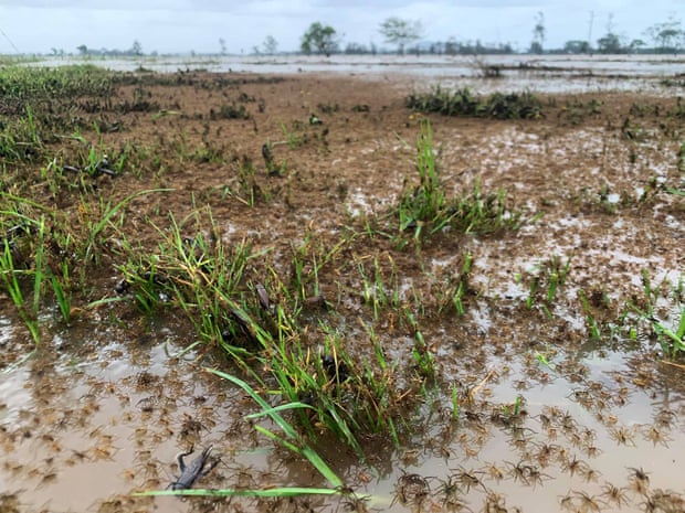 Wondering what this sea of spiders is made up of? 😱 🕷️ Arachnologist Dr Robert Raven said they are wolf spiders trying escape floodwaters. They typically live in burrows in the ground and eventually they will try and escape the water by climbing up plants.
📸 Matt Lovenfosse