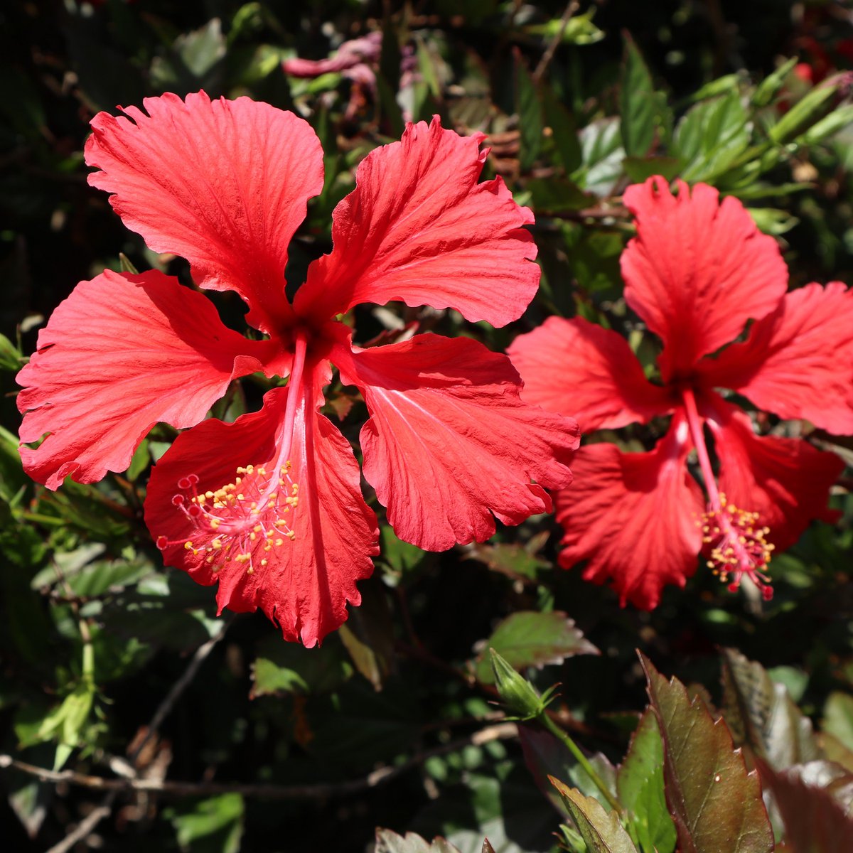 Here's a happy hibiscus to give you those summer vibes for just a little bit longer! Wishing you all a marvellous Monday 😊