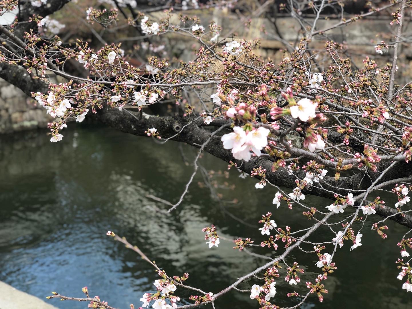 تويتر 倉敷観光コンベンションビューロー على تويتر 美観地区 今橋付近の桜の木です 三分 五分咲き程の印象でした ここから 満開まではあっという間でしょうか やはり桜が咲き始めると 春になっていることを実感しますね 桜 倉敷観光 倉敷美観地区