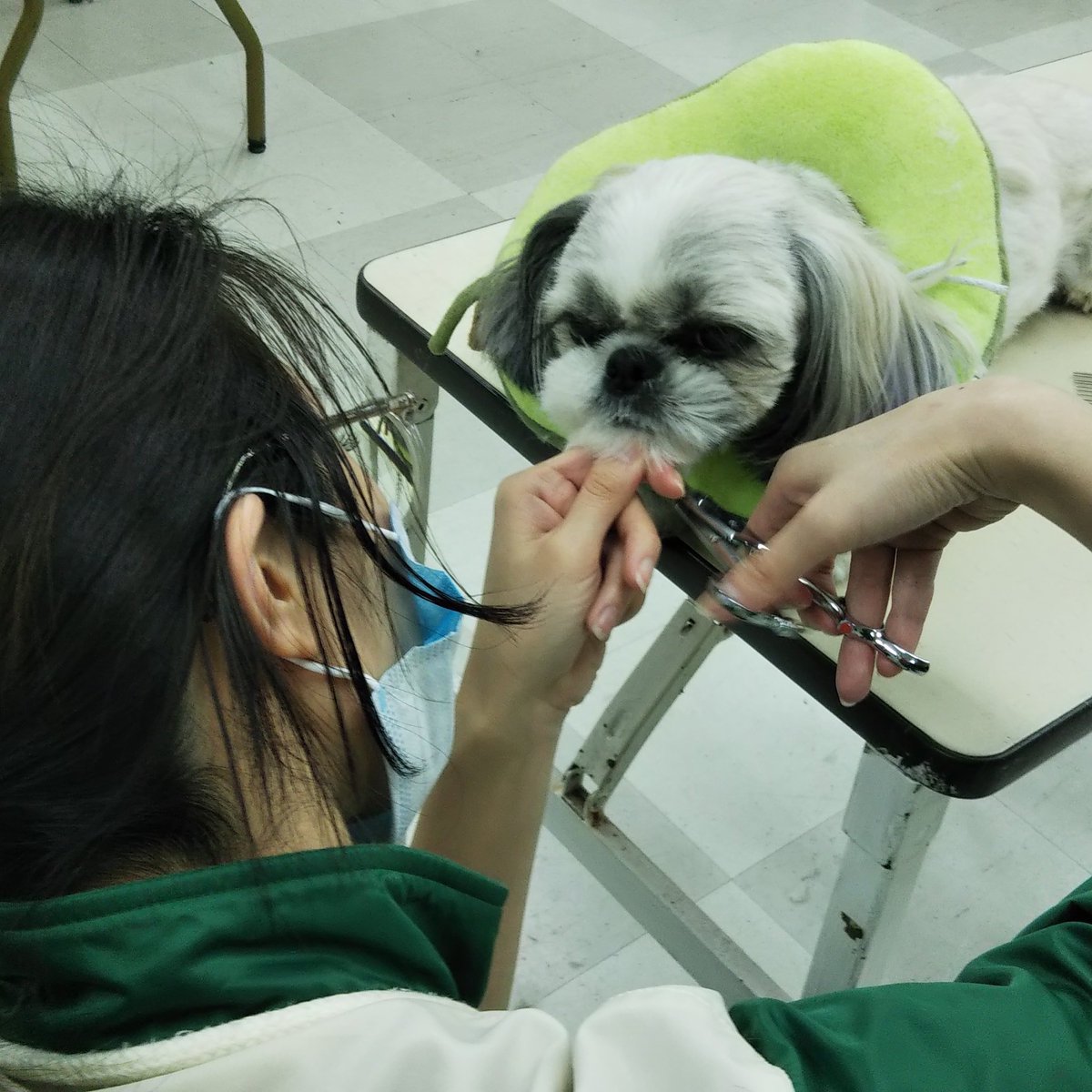 Ipcペットカレッジ 名古屋本部校 Ipcnagoya Twitter