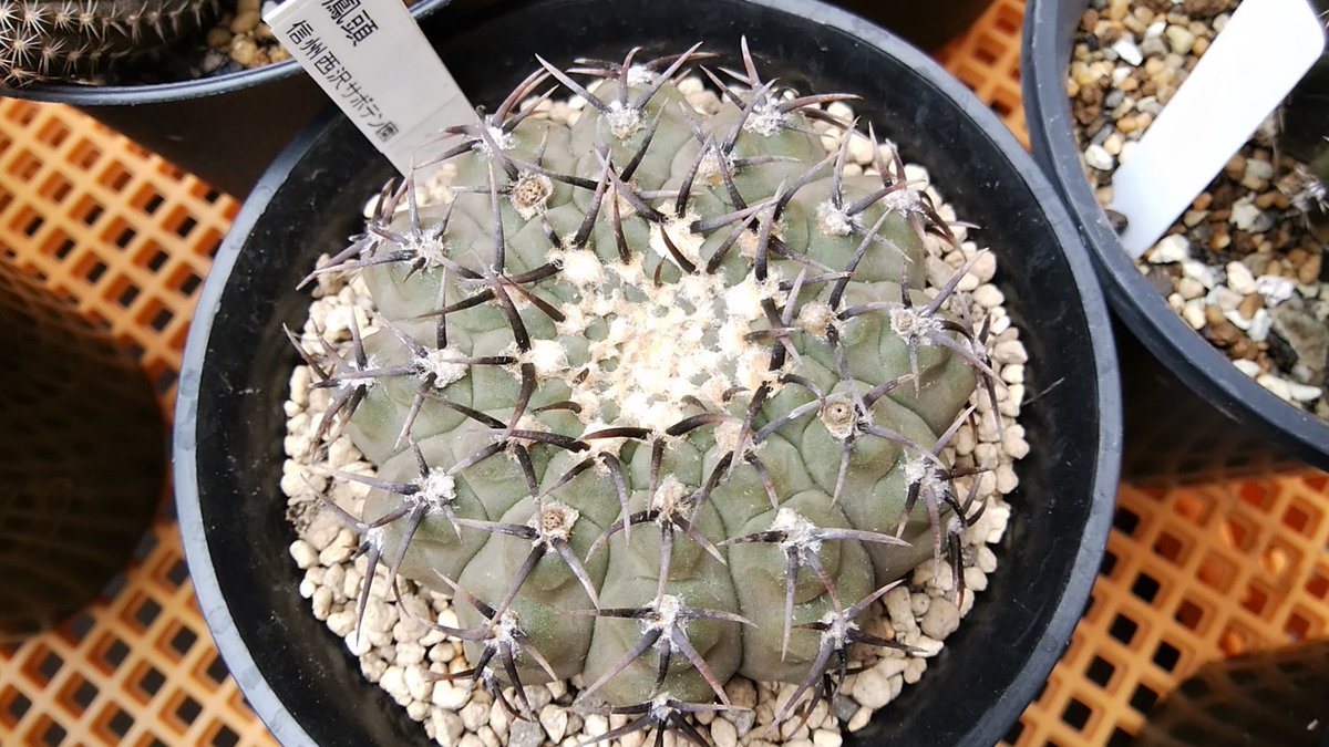 鈴木 植え替えた苗を昨日の暴風雨に当てて洗いました 室内組だった苗の虫も殲滅できてたらいいのですが サボテン 鈴木 植え替えた苗を昨日の暴風雨に当てて洗いました 室内組だった苗の虫も殲滅できてたらいいのですが サボテン
