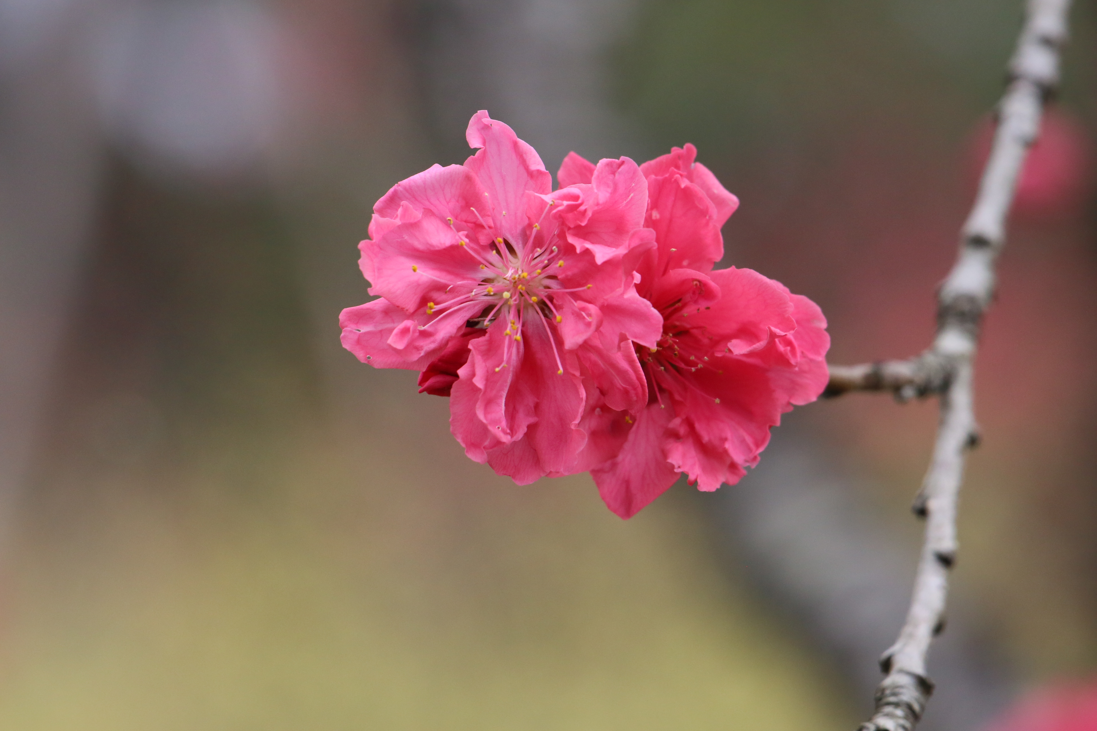 神代植物公園 ニュース スタッフより 広報係 はなもも園より 黒い樹皮と濃いピンク色の花のコントラストが鮮やかな 黒皮 くろかわ の開花の様子です ハナモモ 神代植物公園 T Co Rdwfft9ipa Twitter