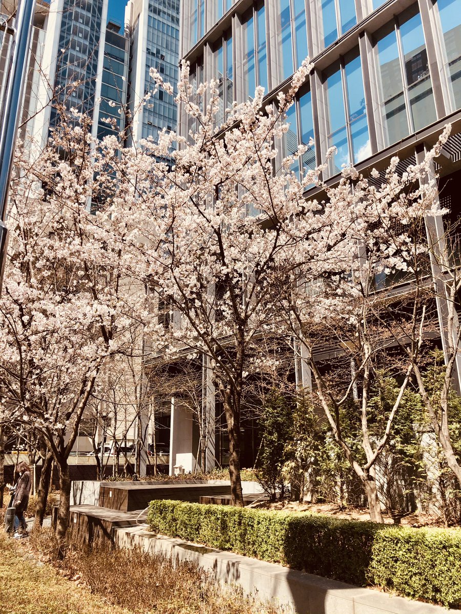 BrunoBFigueroa's tweet photo. 멕시코에서는 화단에 핀 자카란다로 봄을 기다리지요. 한국에서는 긴 겨울 끝에 벚꽃이 핍니다. https://t.co/EsqmI0pXKE