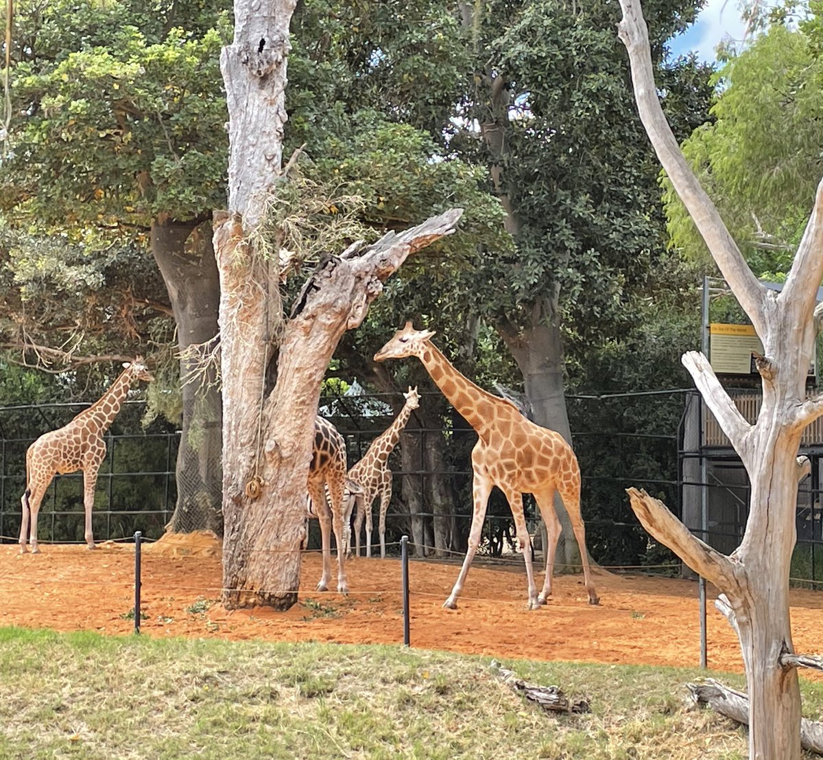 So nice to be visiting the African Savannah <a href="/PerthZoo/">Perth Zoo</a> with the Year 4 students this morning!  A great educational experience and wonderful way to start the week #perthzoo #STEAM #WomenInSTEM #ScienceMatters #sustainability