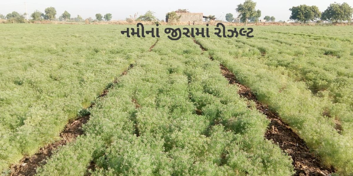 craval09's tweet photo. @agnii_goi @investindia @DIPPGOI @PrinSciAdvOff @UN_Water @UNEP @MoJSDoWRRDGR @cleanganganmcg Excessive water use in agriculture &amp; resulting ground water depletion crisis is the biggest threat to India's food security. Our product Nami Hydrogel is helping farmers to increase their yield with 50% less water, protecting their crops during water scarcity. #WorldWaterDay https://t.co/TeQNn7xjyk
