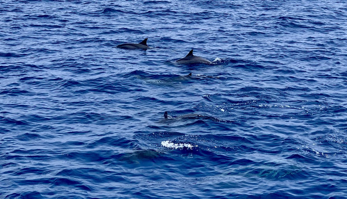 RoyLUFC's tweet photo. A day out with the excellent #prodivers snorkelling 4 different atolls and got escorted home by loads of dolphins 🐬
#tribrun @champsysuk @yondasports #Maldives @KureduResort #kuredu @visitmaldives #Dolphins #MantaRay @OliveRidley1 https://t.co/uwuVUsKGBk