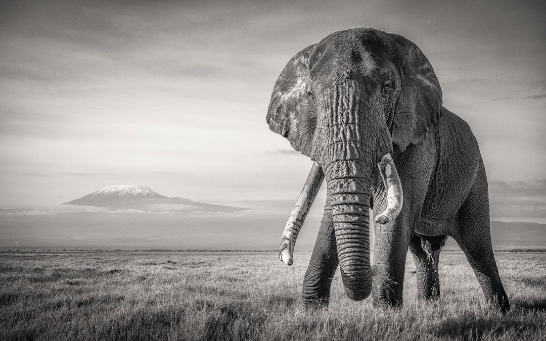 Happy new week from big boy TJ of the Amboseli! Photo by Fabrizio Bignotti