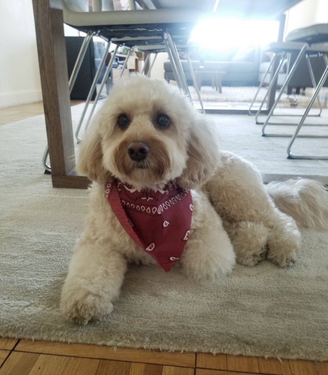 tragoedio's tweet photo. My dog wearing a bandana. https://t.co/k5j8zHXKEh